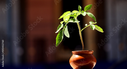 Tomato plant in bucket isolated