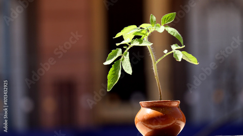 Tomato plant in pot isolated