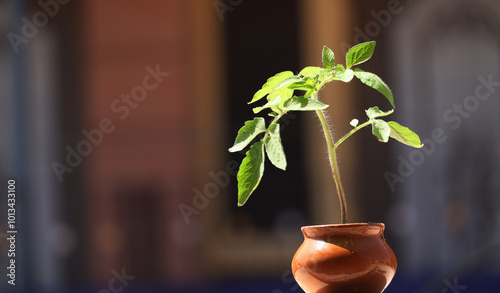 Tomato plant in pot isolated