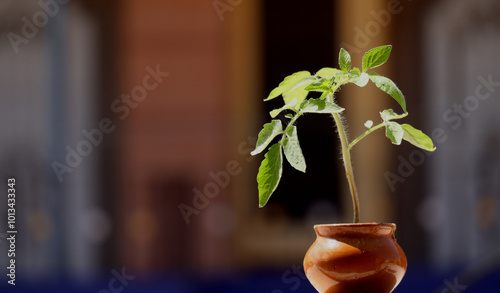Tomato plant in pot isolated
