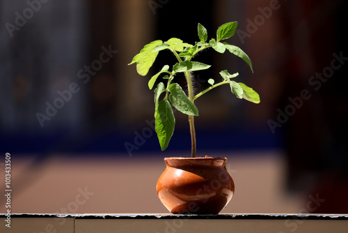 Tomato plant in pot isolated