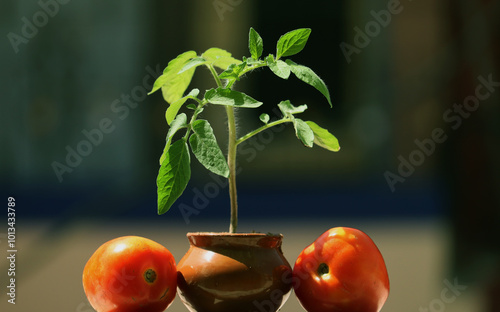 Tomato plant in pot with some tomato isolated