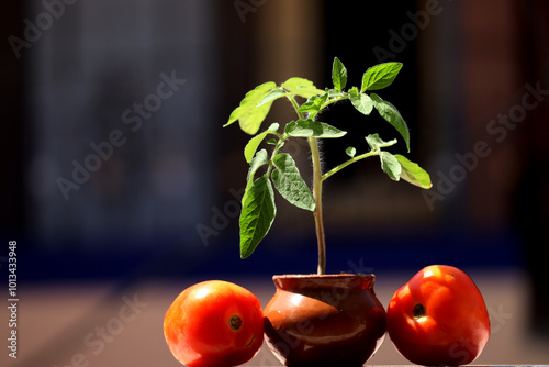 Tomato plant in pot with some tomato isolated