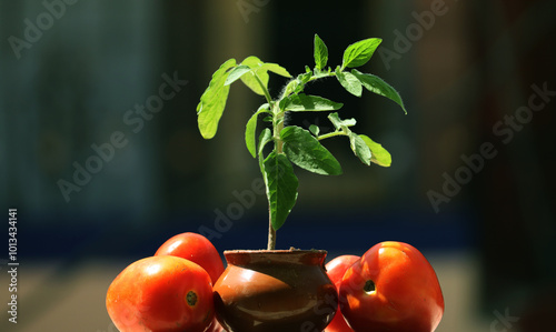 Tomato plant in pot with some tomato isolated