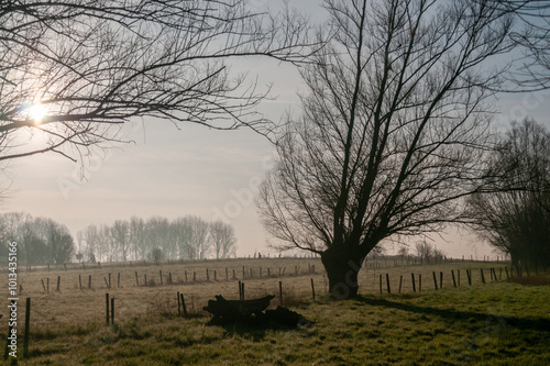 Landscape shot of a tree-lined landscape in east Flanders, belgium photo