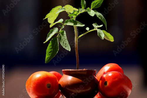Tomato plant in pot with some tomato isolated