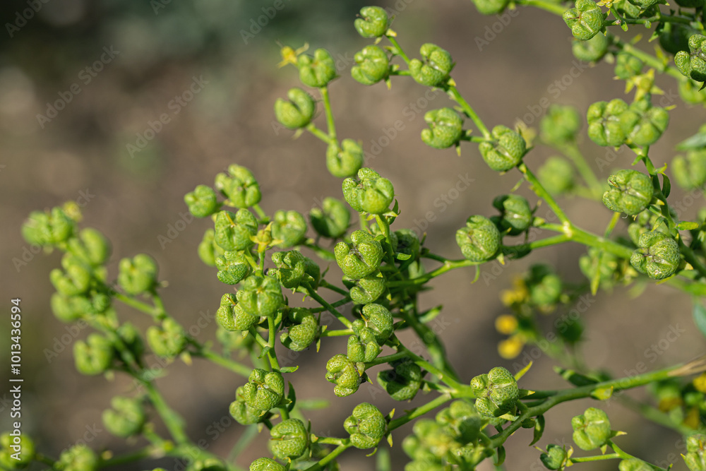 Obraz premium Light-green seed capsules of common rue (Ruta graveolens).