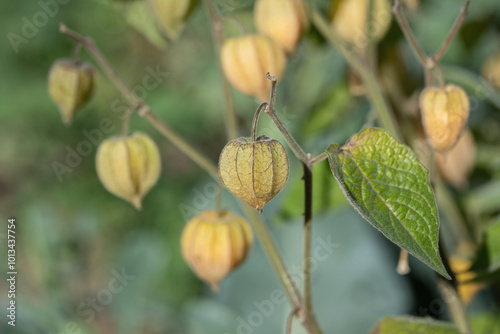 Foto Mature, closed calyx of a Cape gooseberry (Physalis peruviana).