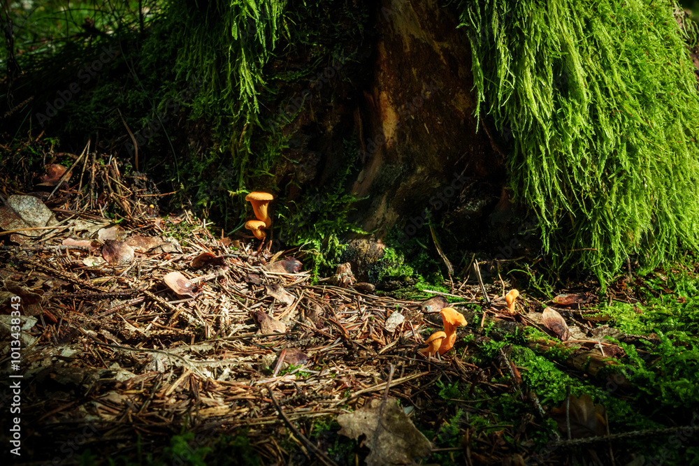 Waldboden mit Pilzen und moosbewachsenem Baumstamm im sanften Licht Waldboden mit Pilzen und moosbewachsenem Baumstamm im sanften Licht