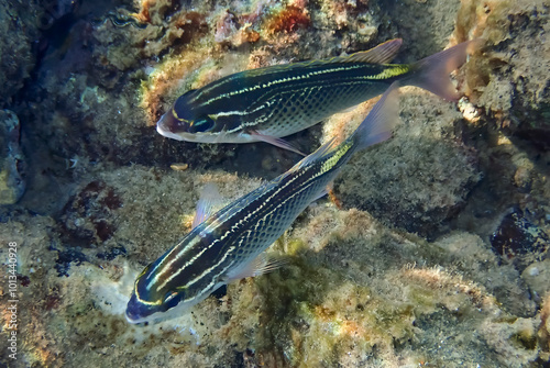 Arabian monocle bream (Scolopsis ghanam), belongs to the family Nemipteridae,...