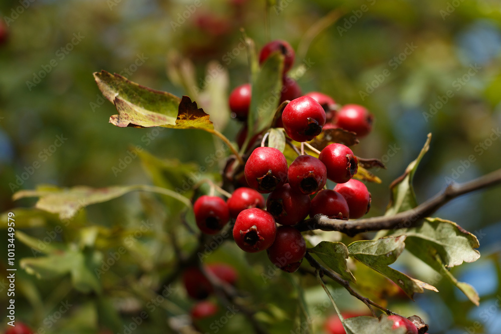 clusters of red hawthorn berries on a tree
clusters of red hawthorn berries on a tree