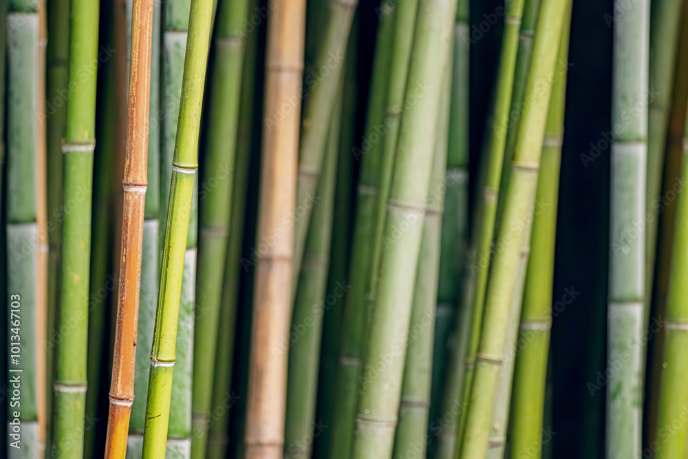 Tall bamboo trees stretch towards the light in a tropical forest, their vibrant green leaves forming a beautiful natural pattern Tall bamboo trees stretch towards the light in a tropical forest, their vibrant green leaves forming a beautiful natural pattern