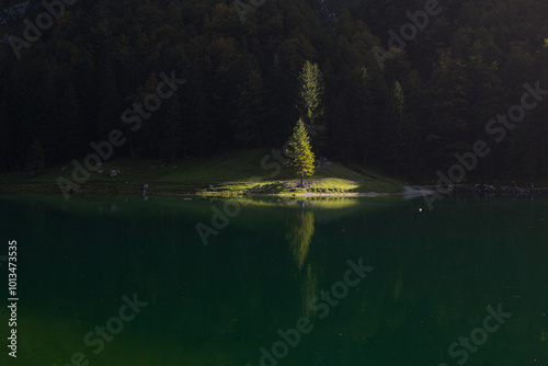 Lonely tree at the Lake Seealpsee near Appenzell in the Alpstein mountain range, Ebenalp, Switzerland