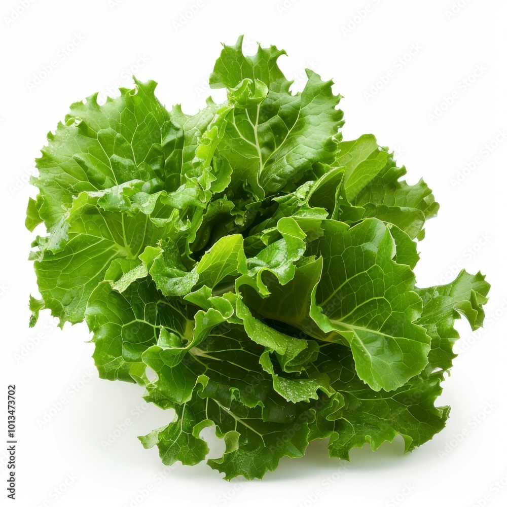 Fresh Isolated Lettuce on Clean White Background Fresh Isolated Lettuce on Clean White Background