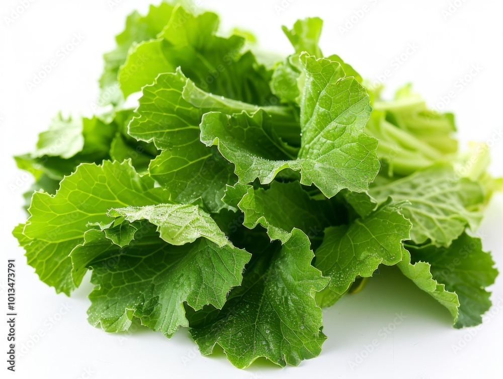 Fresh Mustard Greens Isolated on White Background Fresh Mustard Greens Isolated on White Background