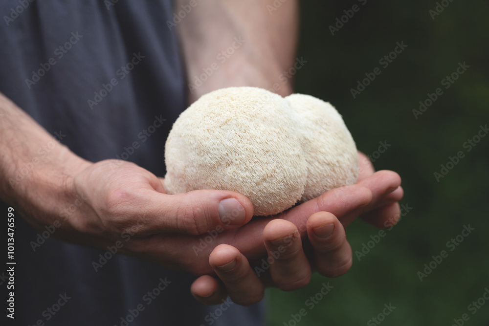 Lion's mane - Hericium erinaceus, medicinal mushroom contains diverse phytochemicals, including polysaccharides, such as β-glucan, hericenones and erinacines. Lion's mane - Hericium erinaceus, medicinal mushroom contains diverse phytochemicals, including polysaccharides, such as β-glucan, hericenones and erinacines.