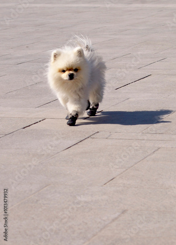 walking white dog in small shoes . High quality photo photo