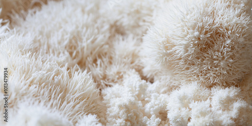 Lion's mane - Hericium erinaceus, medicinal mushroom used to support memory and brain cognitive functions.