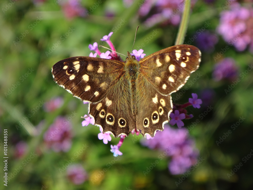 Naklejka premium Speckled wood butterfly (Pararge aegeria), summer brood male feeding on pink verbena flowers