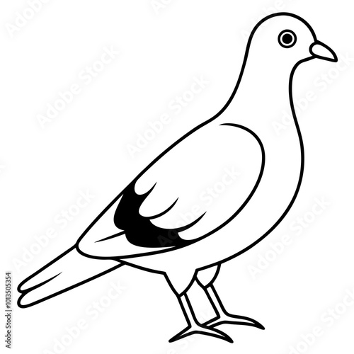 illustration of a pigeon