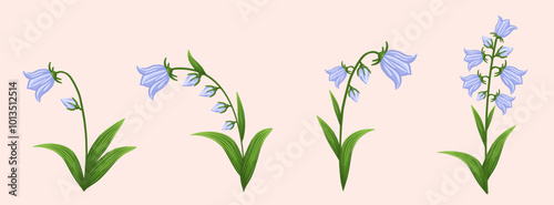 Bluebell flowers set. Floral plants with blue blooms. Botanical vector illustration on isolated background.