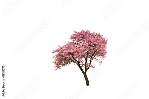 Cherry blossoms in full bloom with transparent background.