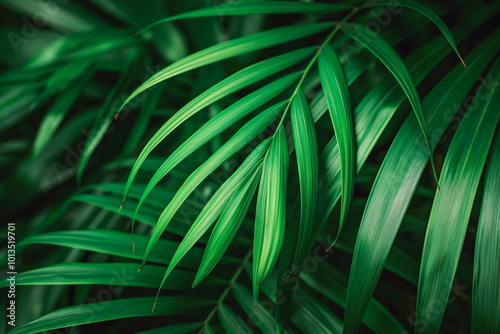 Tropical leaves texture,Abstract nature leaf green texture background,picture can used wallpaper desktop photo