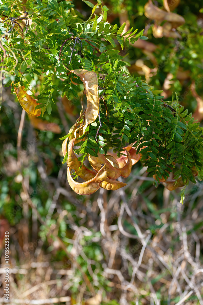 American honey locust (Gleditsia triacanthos)