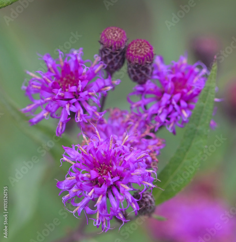 Beautiful close-up of vernonia noveboracensis
