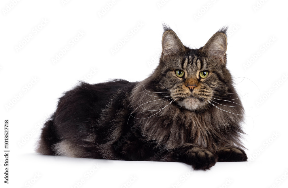 Obraz premium Majestic black tabby Maine Coon cat laying side ways on edge. Looking towards camera with greenish eyes. Isolated on a white background.