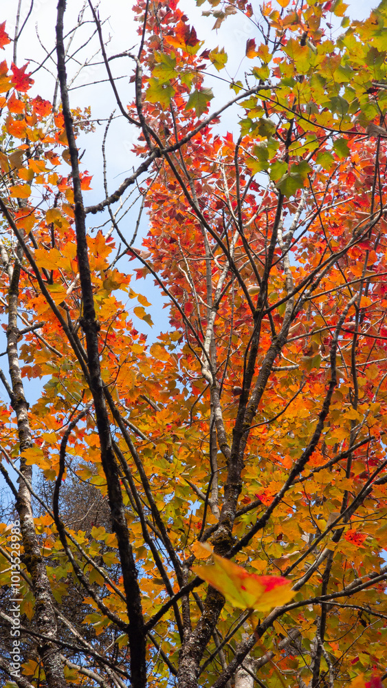 Magnificent autumn landscapes in the Canadian countryside in the province of Quebec Magnificent autumn landscapes in the Canadian countryside in the province of Quebec