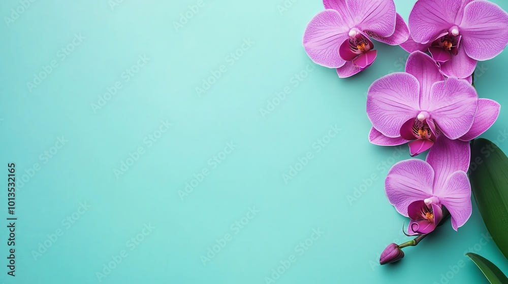 Pink orchids on a turquoise background. Pink orchids on a turquoise background.