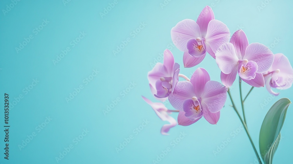 Pink orchid flowers on a blue background. Pink orchid flowers on a blue background.