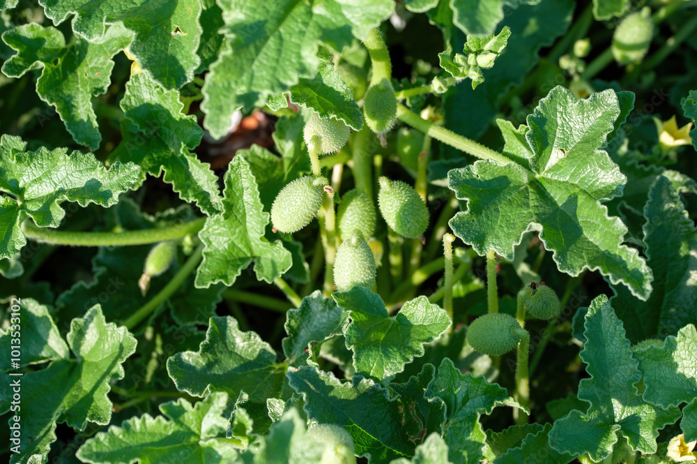 Ecballium elaterium or Squirting cucumber