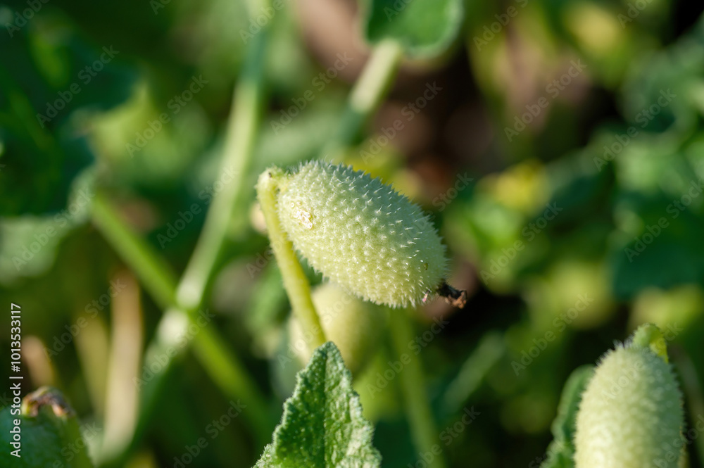Ecballium elaterium or Squirting cucumber