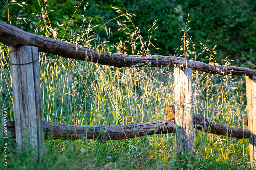 Fototapeta premium Scenic image of a wooden fence in a field of grass