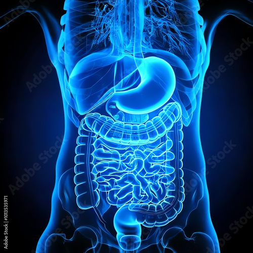 medical image of the digestive tract, stomach and intestines, blue image