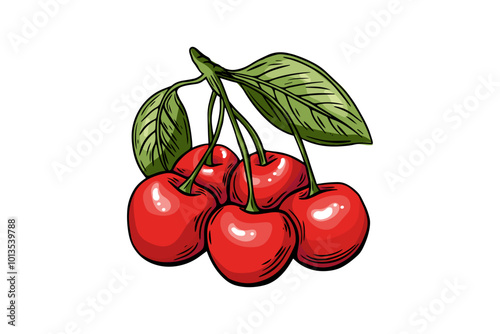 Cherry berry sketch set, engraving. color line drawing . Fruit vector isolated on white background