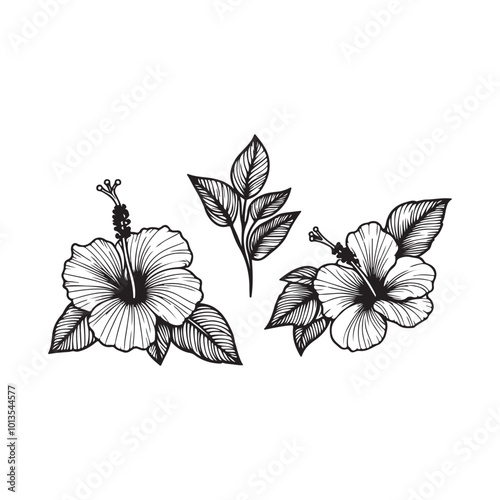 line art of hibiscus, Hibiscus flower black color illustration .Hibiscus Flower. Vector illustration