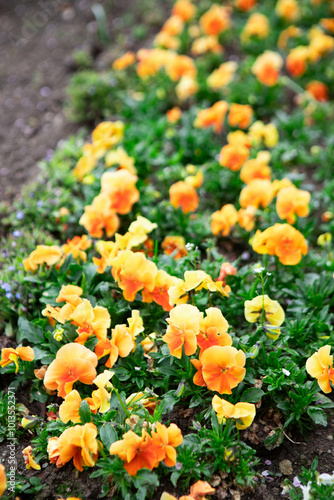 yellow flowers bloom in the garden on the flowerbed, flower background