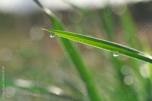 雨上がりの叢 photo