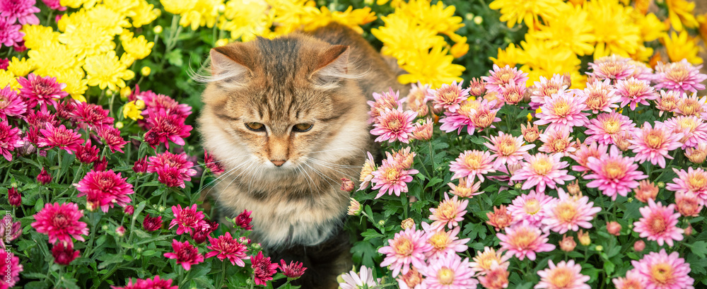Cute little kitten walking in the garden with yellow and pink chrysanthemum flowers