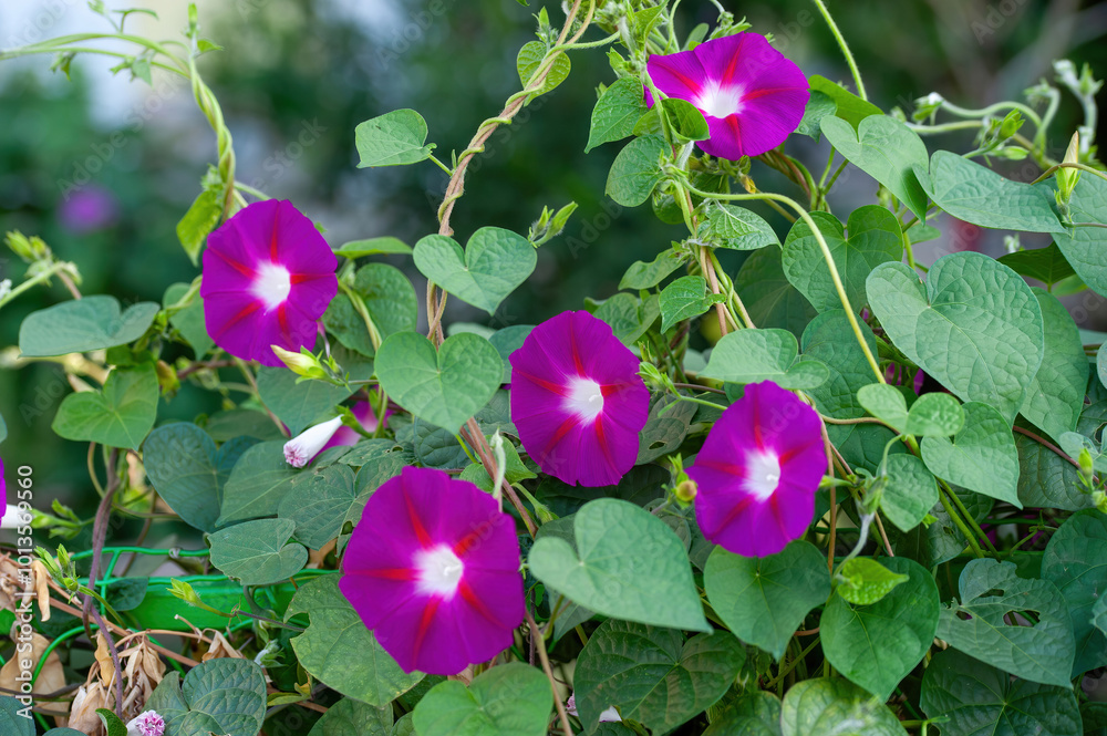 Crimson Rambler Morning Glory, Ipomoea tricolor