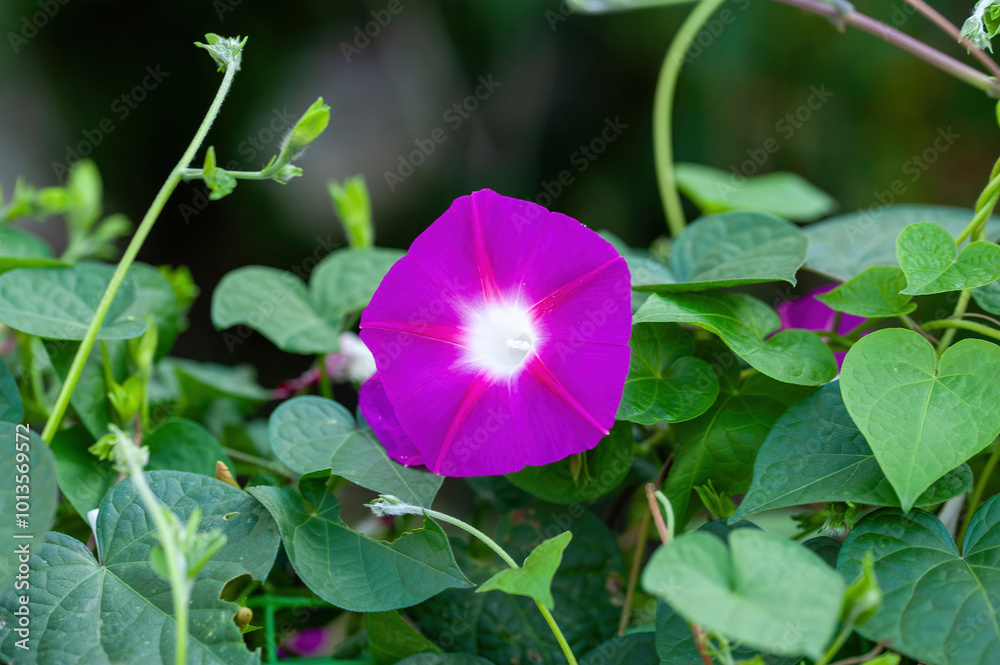 Crimson Rambler Morning Glory, Ipomoea tricolor