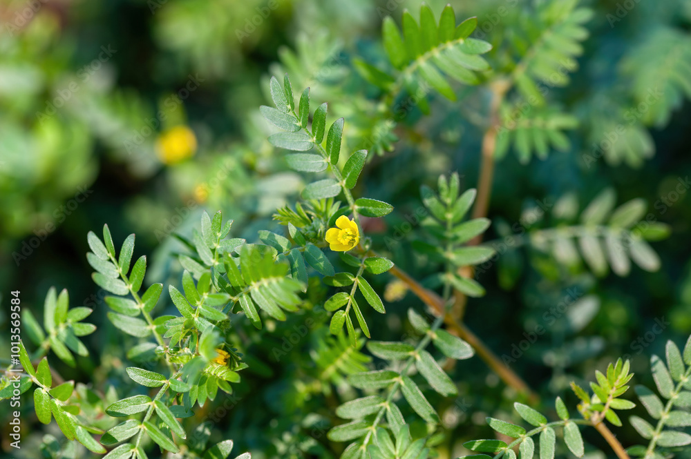 Macro image of Tribulus terrestris plant with flower