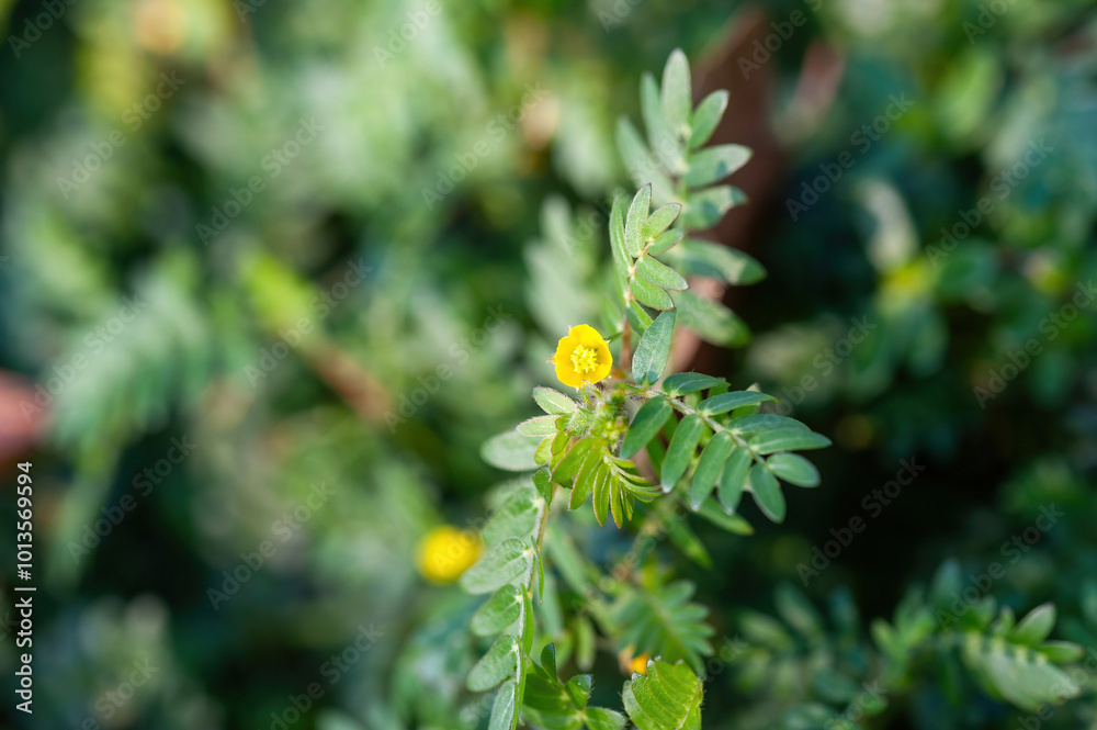 Macro image of Tribulus terrestris plant with flower