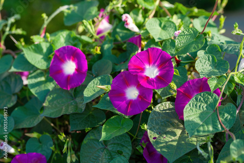 Obraz na płótnie Crimson Rambler Morning Glory, Ipomoea tricolor w salonie
