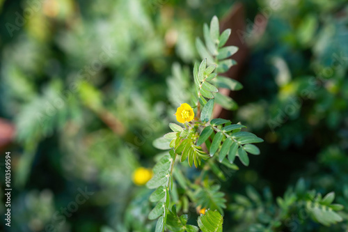 Obraz na płótnie Macro image of Tribulus terrestris plant with flower w salonie