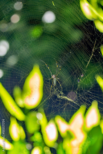 Joro Spider (Trichonephila clavata) in gardens and forests, commonly found in East Asia and the southeastern United States photo