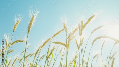 A close-up of ripe barley grains on tall stalks, gently blowing in the breeze under a blue sky.